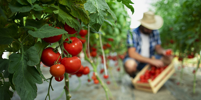 Organització sectorial Pimec Agroalimentaria